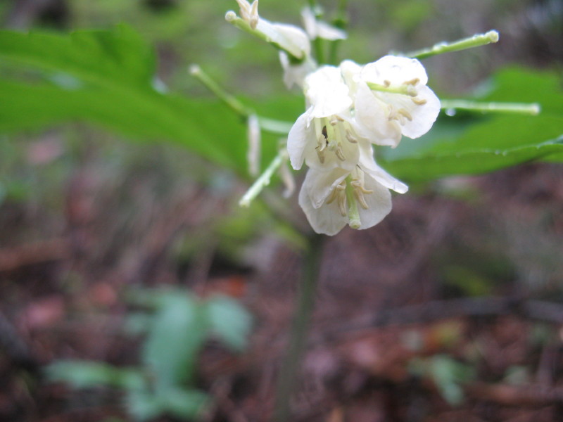 Cardamine enneaphyllos