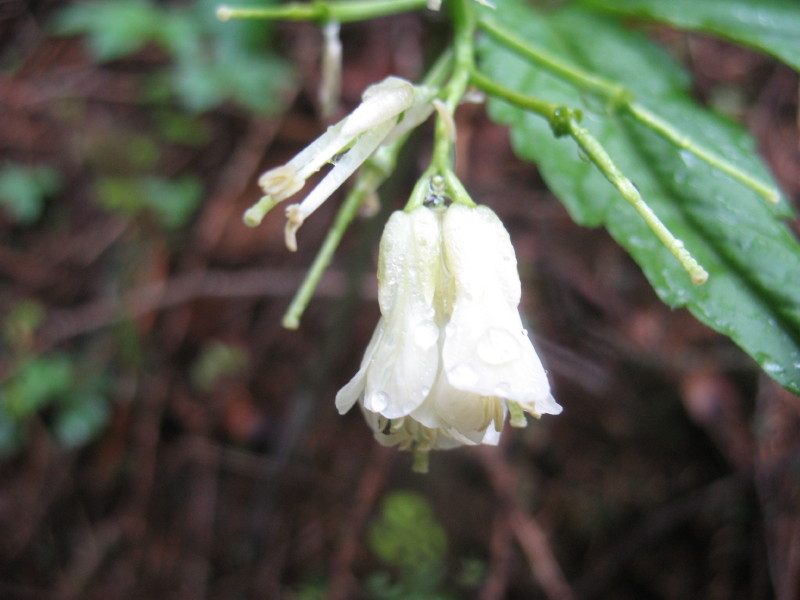 Cardamine enneaphyllos