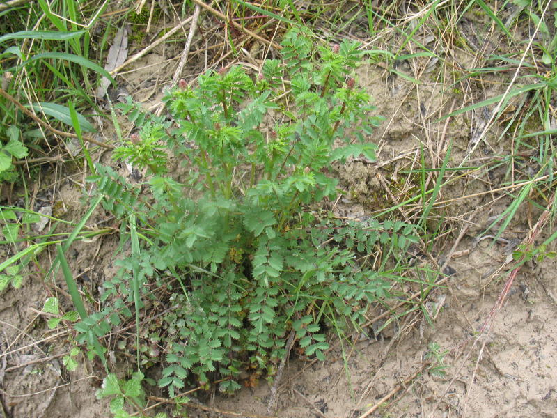 Sanguisorba minor / Salvastrella minore