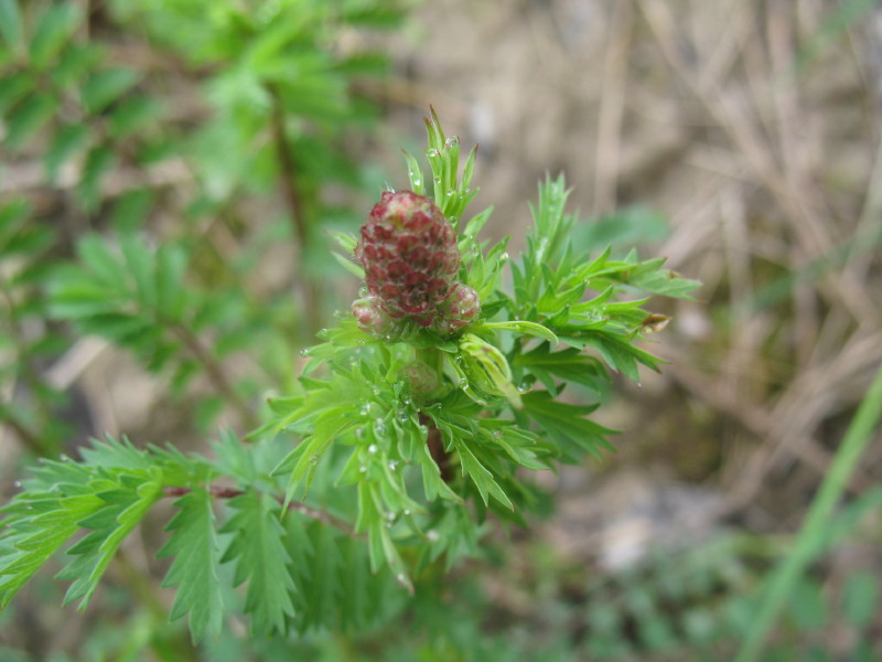 Sanguisorba minor / Salvastrella minore