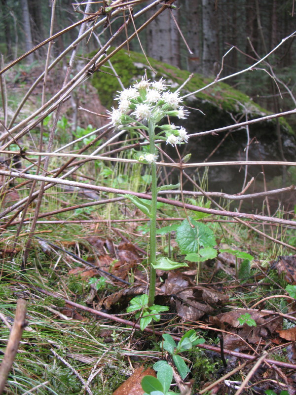 Petasites albus