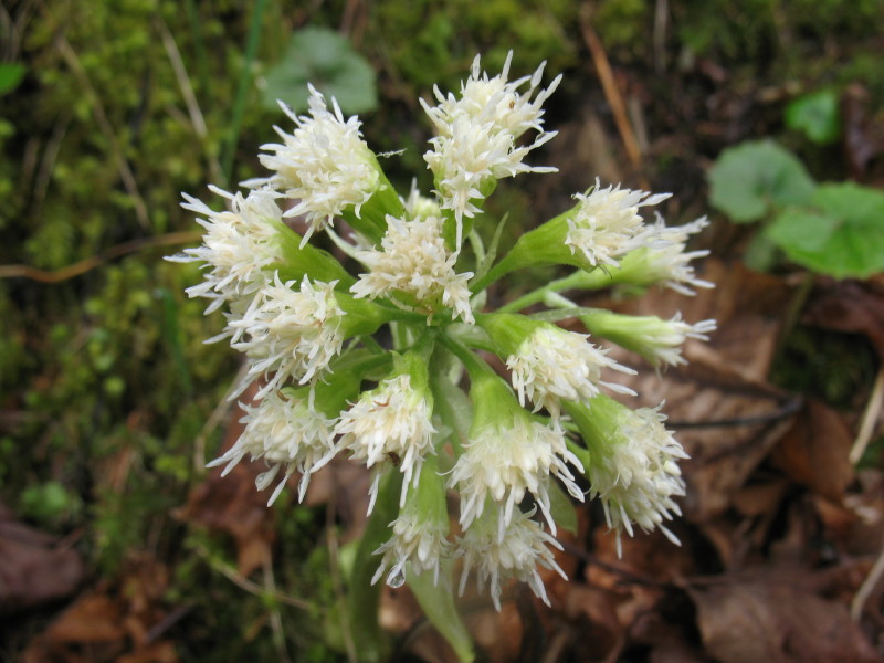 Petasites albus