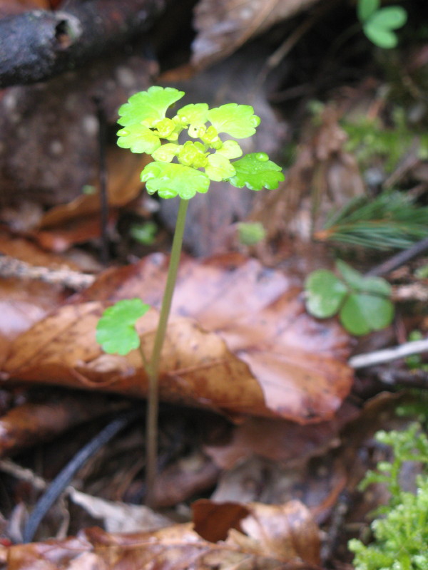 Chrysosplenium alternifolium / Erba-milza comune