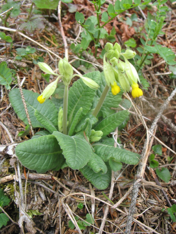 Primula veris