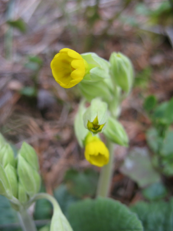 Primula veris