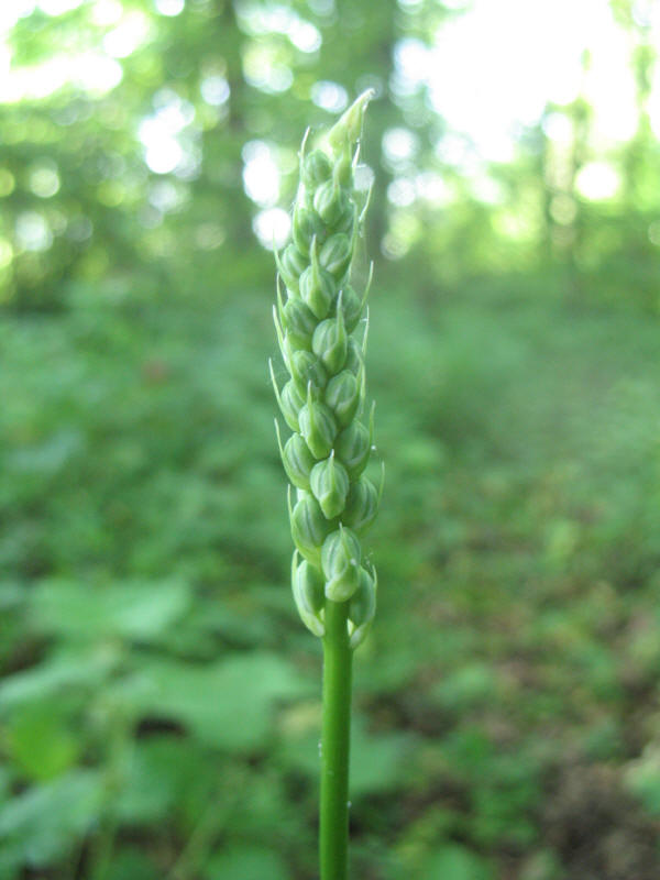 Ornithogalum pyrenaicum