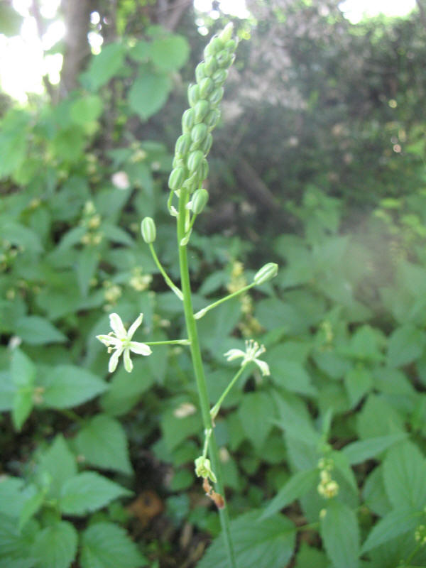 Ornithogalum pyrenaicum