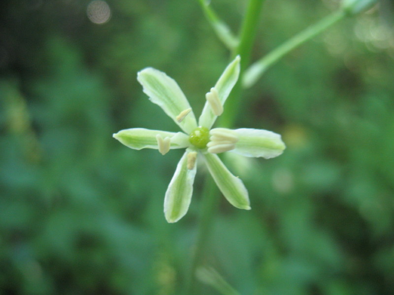 Ornithogalum pyrenaicum