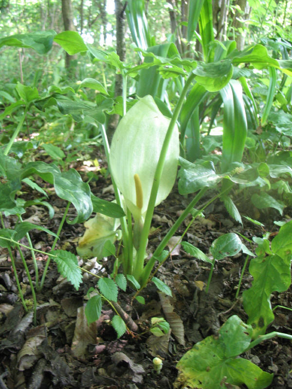 Sembra una calla - Arum italicum