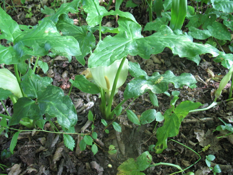 Sembra una calla - Arum italicum