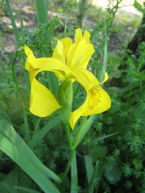 Limniris  (=Iris ) pseudacorus / Giaggiolo acquatico