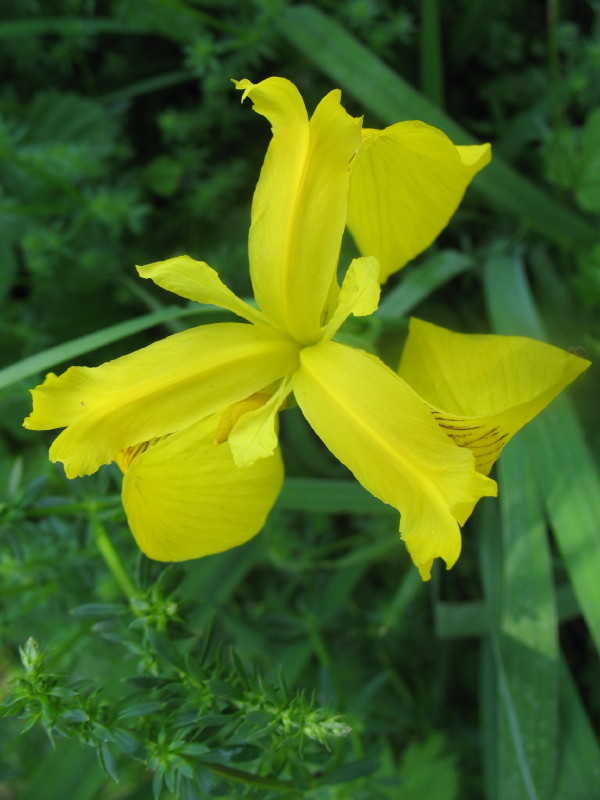 Limniris  (=Iris ) pseudacorus / Giaggiolo acquatico