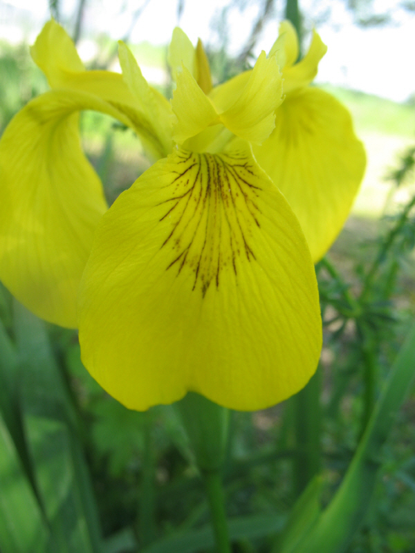 Limniris  (=Iris ) pseudacorus / Giaggiolo acquatico