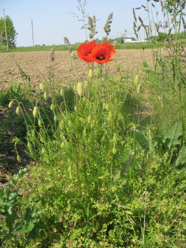 Papaver rhoeas