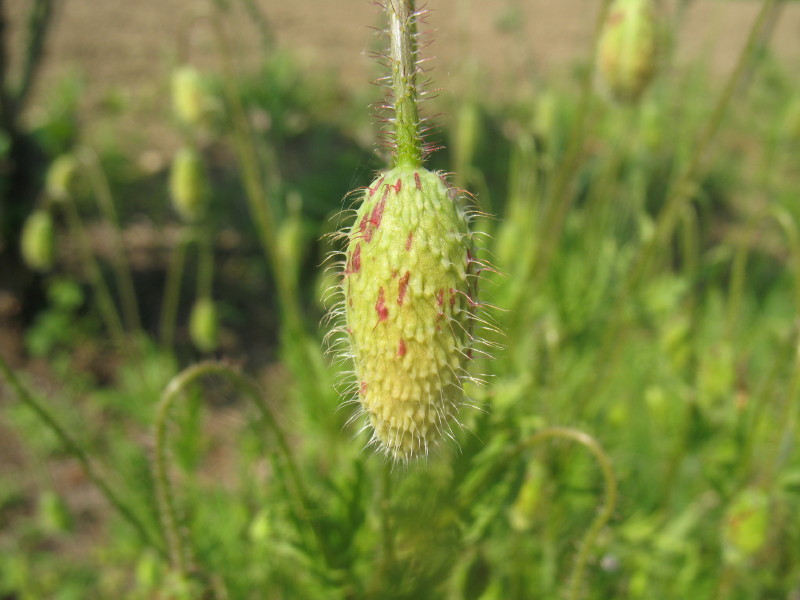 Papaver rhoeas