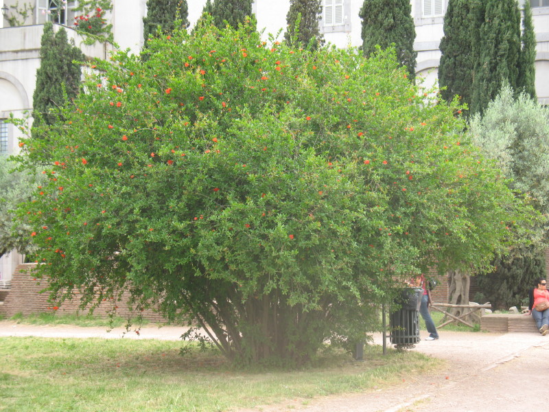 Punica granatum