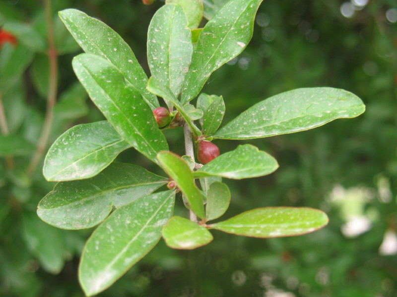 Punica granatum