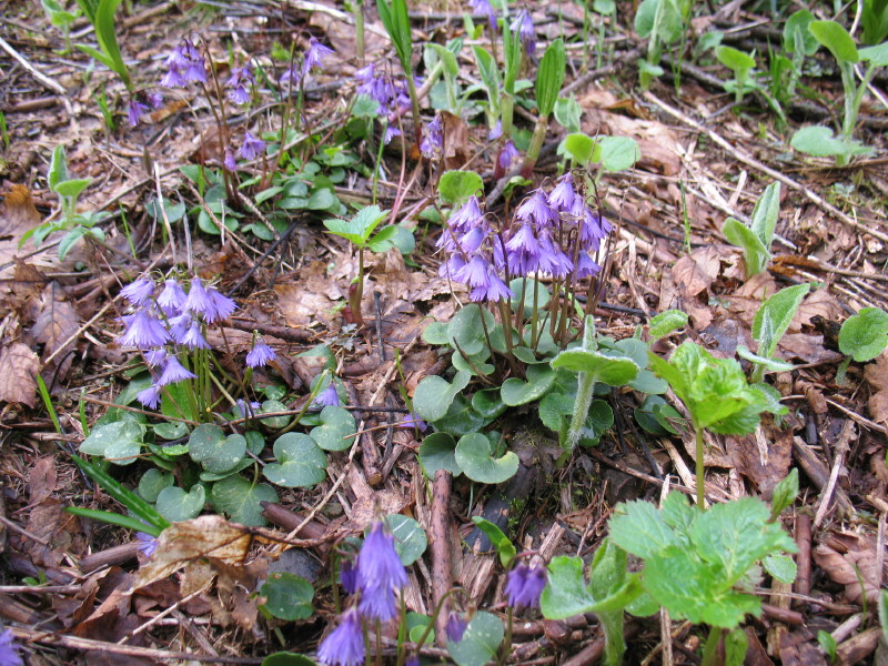 Soldanella alpina / Soldanella comune