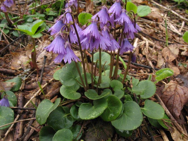 Soldanella alpina / Soldanella comune