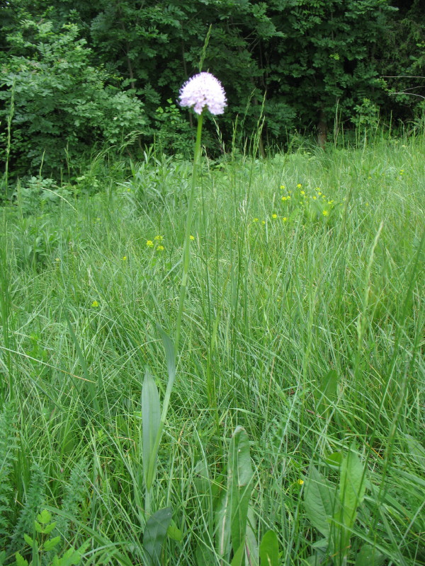 Traunsteinera globosa