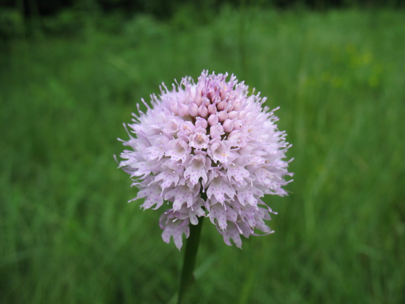 Traunsteinera globosa