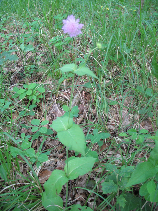 Knautia dipsacifolia / Ambretta occidentale