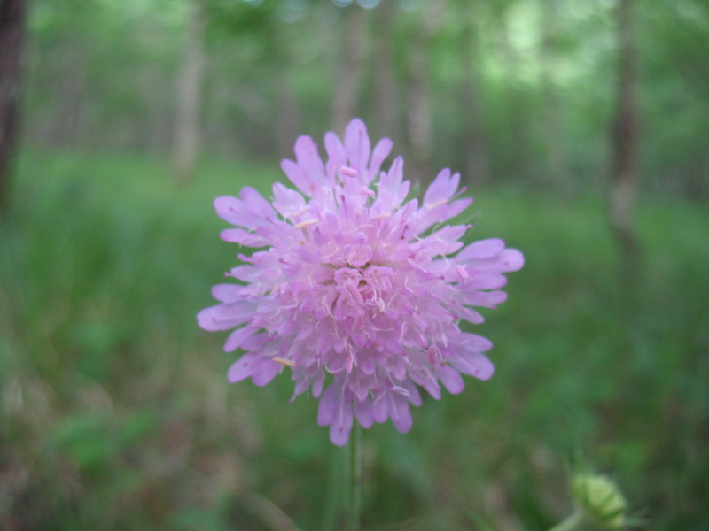 Knautia dipsacifolia / Ambretta occidentale