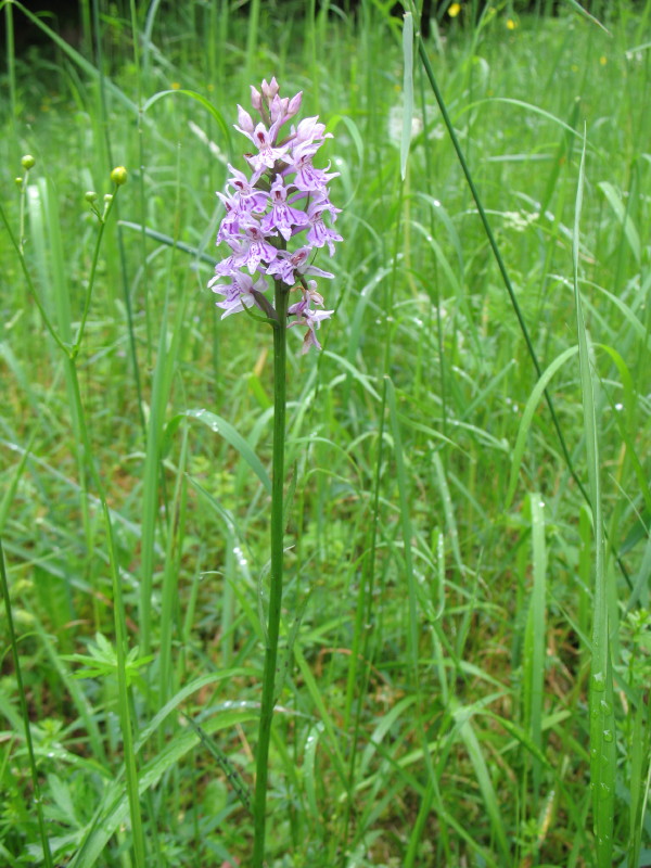 Dactylorhiza maculata subsp. fuchsii / Orchide di Fuchs