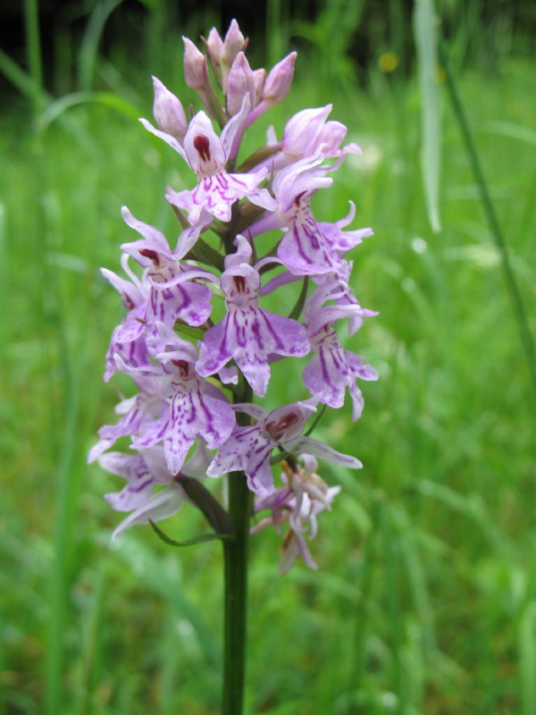 Dactylorhiza maculata subsp. fuchsii / Orchide di Fuchs