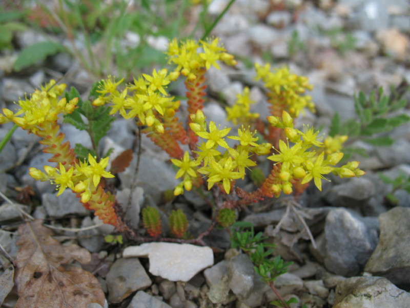 Sedum acre