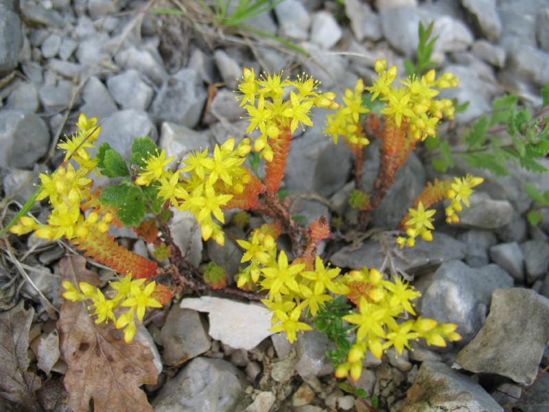 Sedum acre