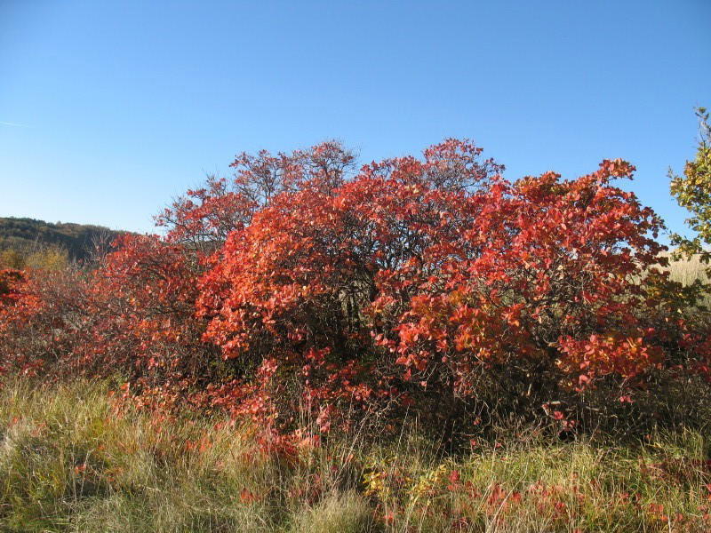 Bellissimo - cfr. Cotinus coggygria