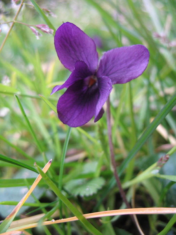 Fiori di campo - Viola odorata e Bellis sp.