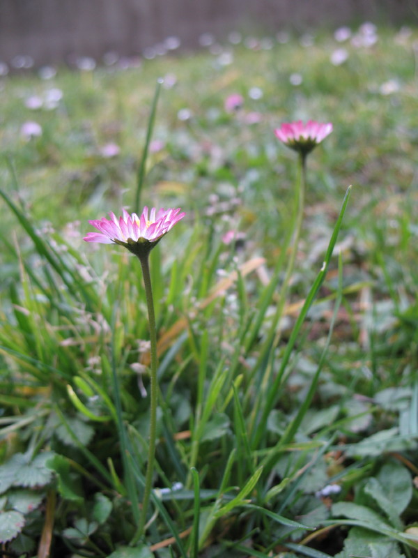 Fiori di campo - Viola odorata e Bellis sp.