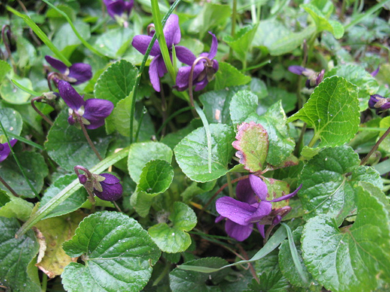 Fiori di campo - Viola odorata e Bellis sp.