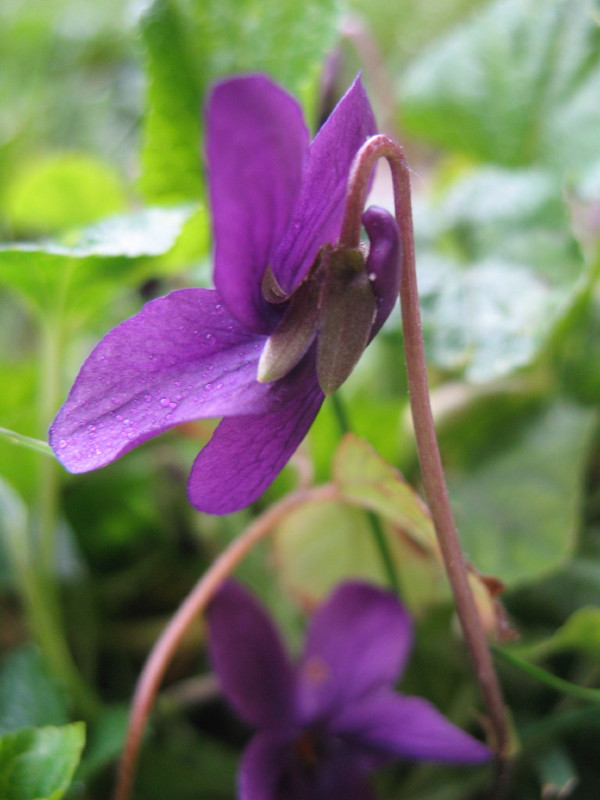 Fiori di campo - Viola odorata e Bellis sp.