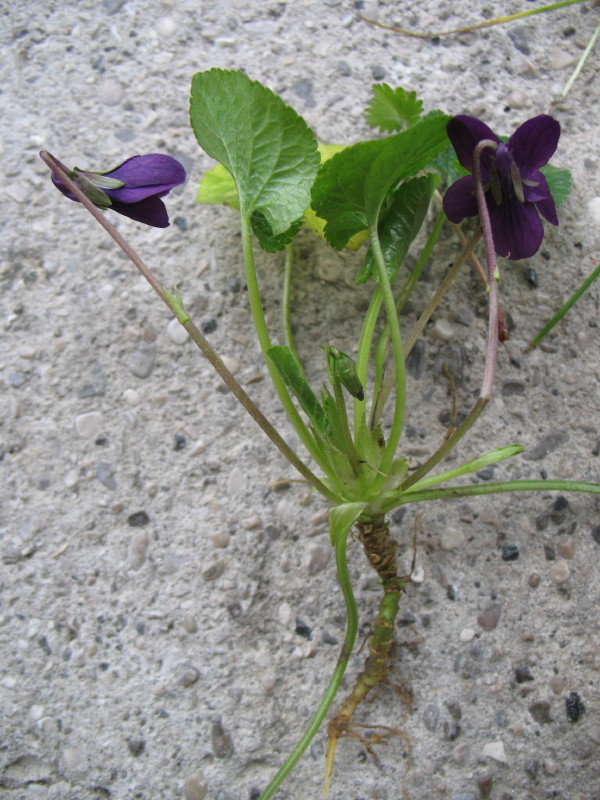 Fiori di campo - Viola odorata e Bellis sp.