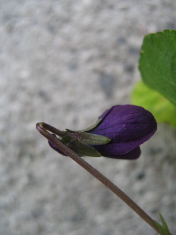 Fiori di campo - Viola odorata e Bellis sp.