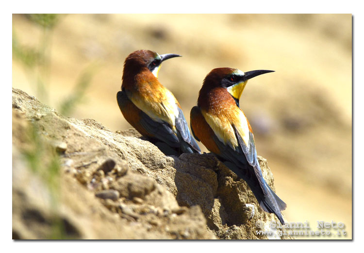 Gruccioni - Merops apiaster