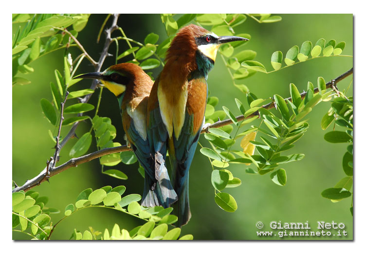 Gruccioni - Merops apiaster