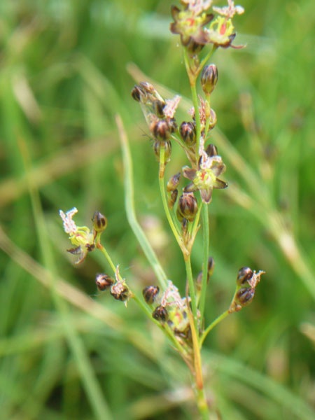 Juncus gerardii / Giunco di Grard