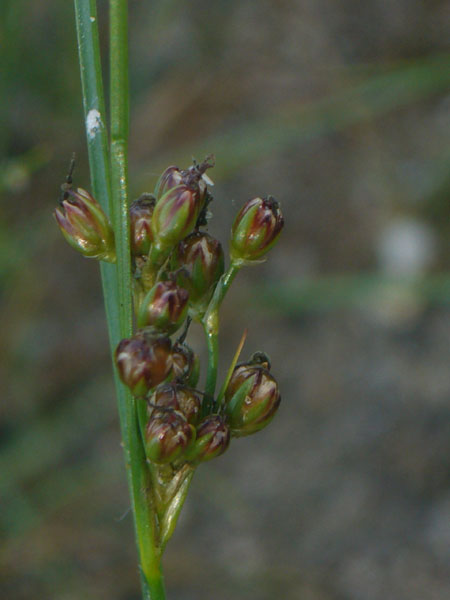 Juncus gerardii / Giunco di Grard