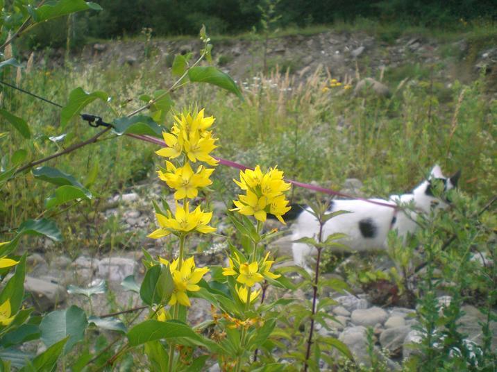 Lysimachia punctata / Mazza d''oro punctata