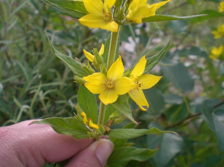 Lysimachia punctata / Mazza d''oro punctata