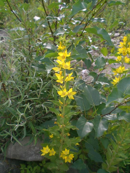 Lysimachia punctata / Mazza d''oro punctata