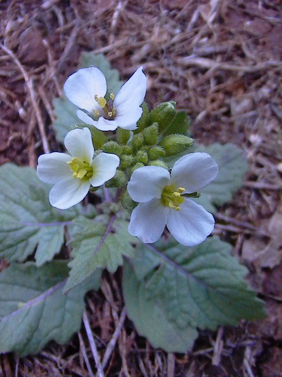 Diplotaxis erucoides / Ruchetta violacea