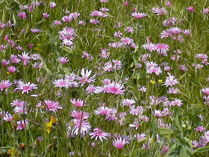 Crepis rubra / Radichella rosea