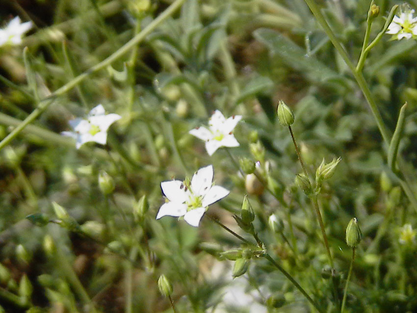 fiore ignoto di macchia