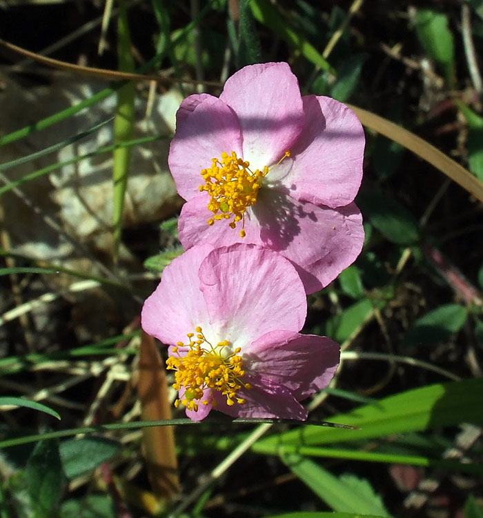 Helianthemum nummularium ssp. semiglabrum