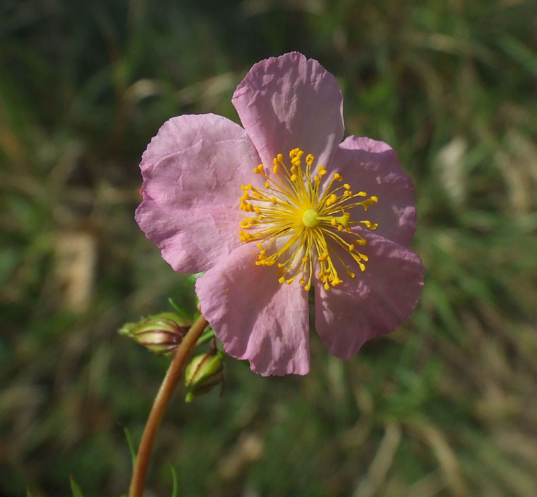 Helianthemum nummularium ssp. semiglabrum